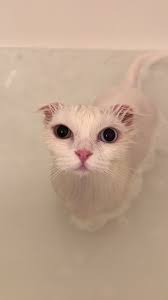 A cute cat
